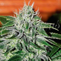 CRITICAL JACK HERER ·...