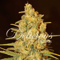 CRITICAL SENSI STAR ·...