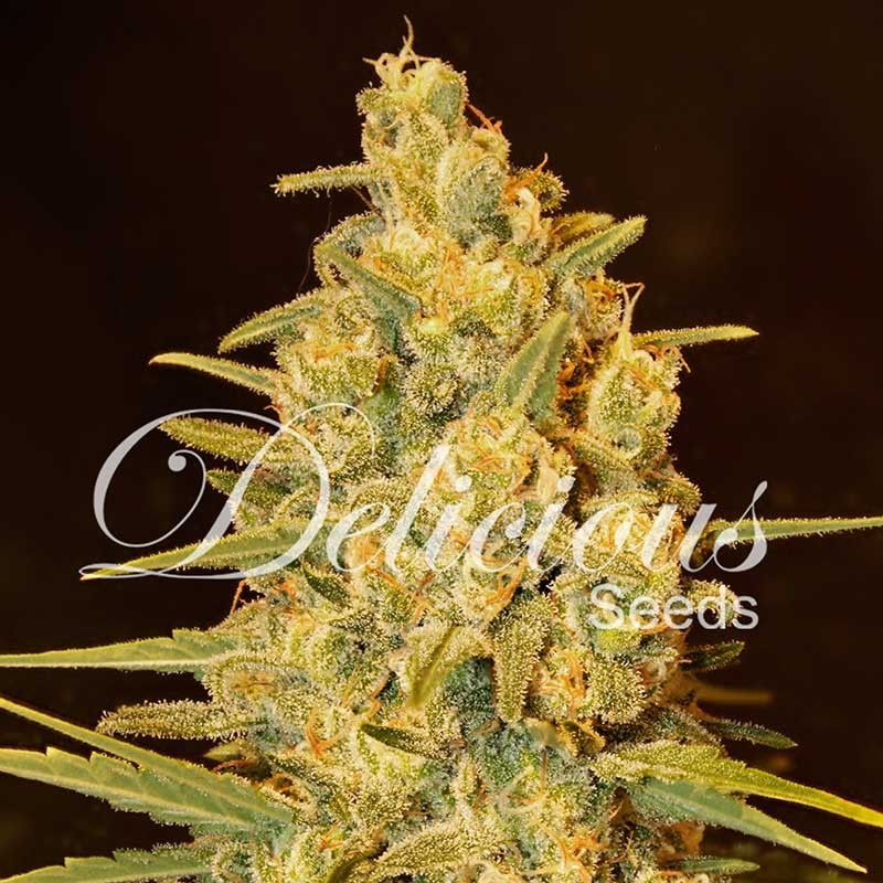 CRITICAL SENSI STAR · Delicious · kenevir tohum · Disi · Fem