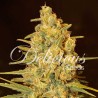 CRITICAL SENSI STAR · Delicious · graines de cannabis · Fem