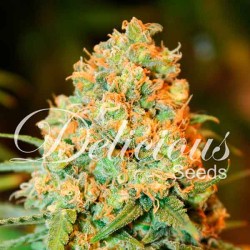 CRITICAL SUPER SILVER HAZE...