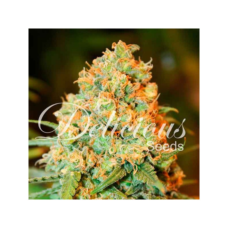 CRITICAL SUPER SILVER HAZE · Delicious · graines de cannabis · Fem