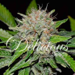 DEEP MANDARINE CBD ·...
