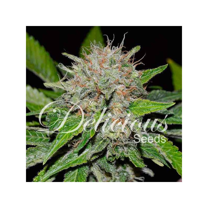 DEEP MANDARINE CBD · Delicious · kaufen  cannabis samen · Fem