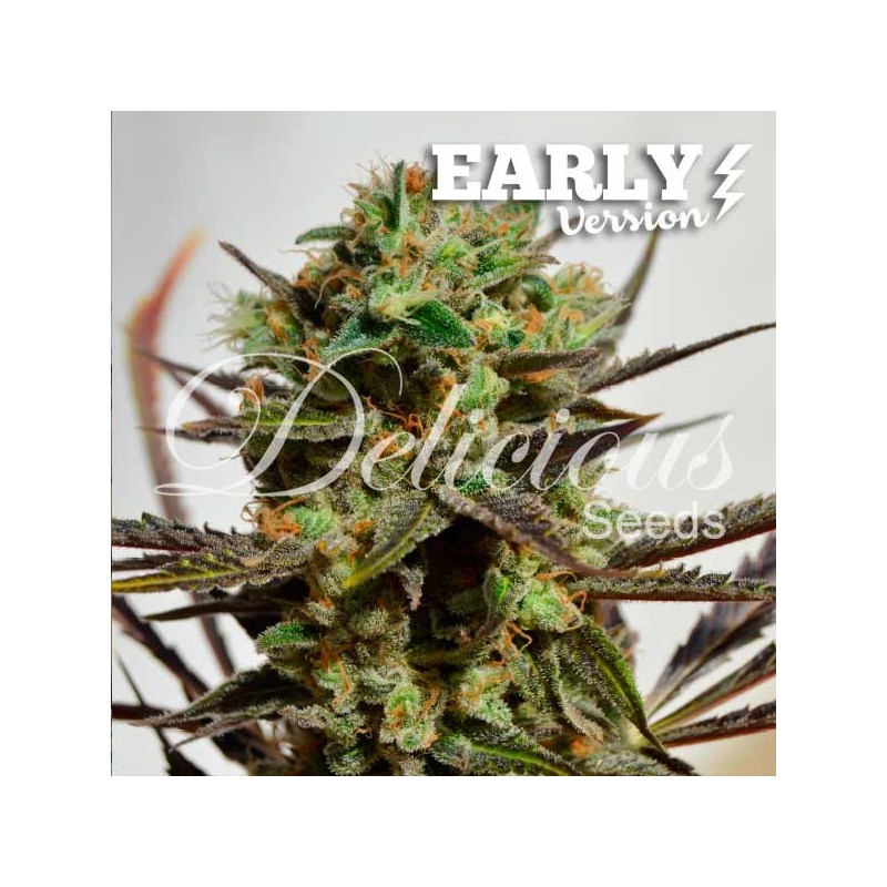 DELICIOUS CANDY EARLY VERSION · Delicious · sementes de maconha · Fem