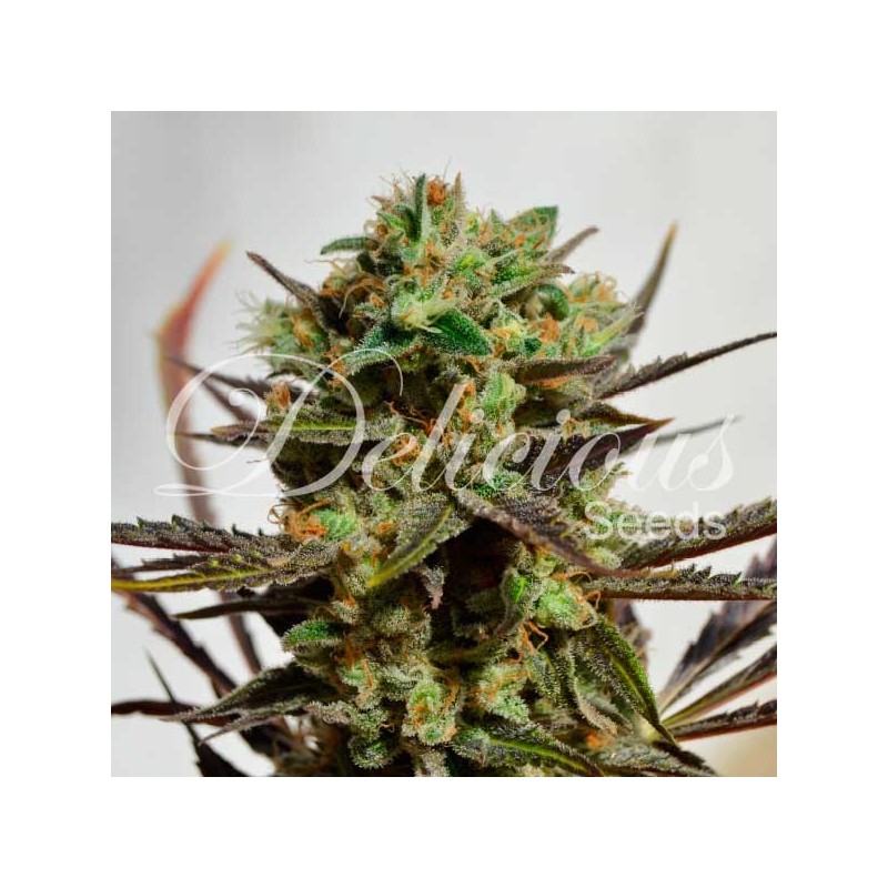DELICIOUS CANDY · Delicious · graines de cannabis · Fem