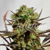 DELICIOUS CANDY · Delicious · graines de cannabis · Fem