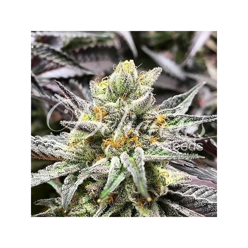 DELICIOUS COOKIES · Delicious · cannabis seeds · Fem
