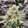 DELICIOUS COOKIES · Delicious · graines de cannabis · Fem
