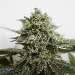 DELIMED CBD PLUS ·...