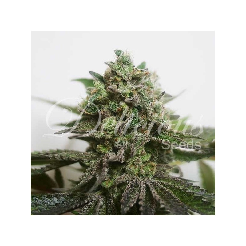 DELIMED CBD PLUS · Delicious · cannabis seeds · Fem