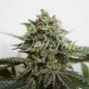 DELIMED CBD PLUS · Delicious · sementes de maconha · Fem