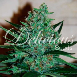 FRUITY CHRONIC JUICE ·...