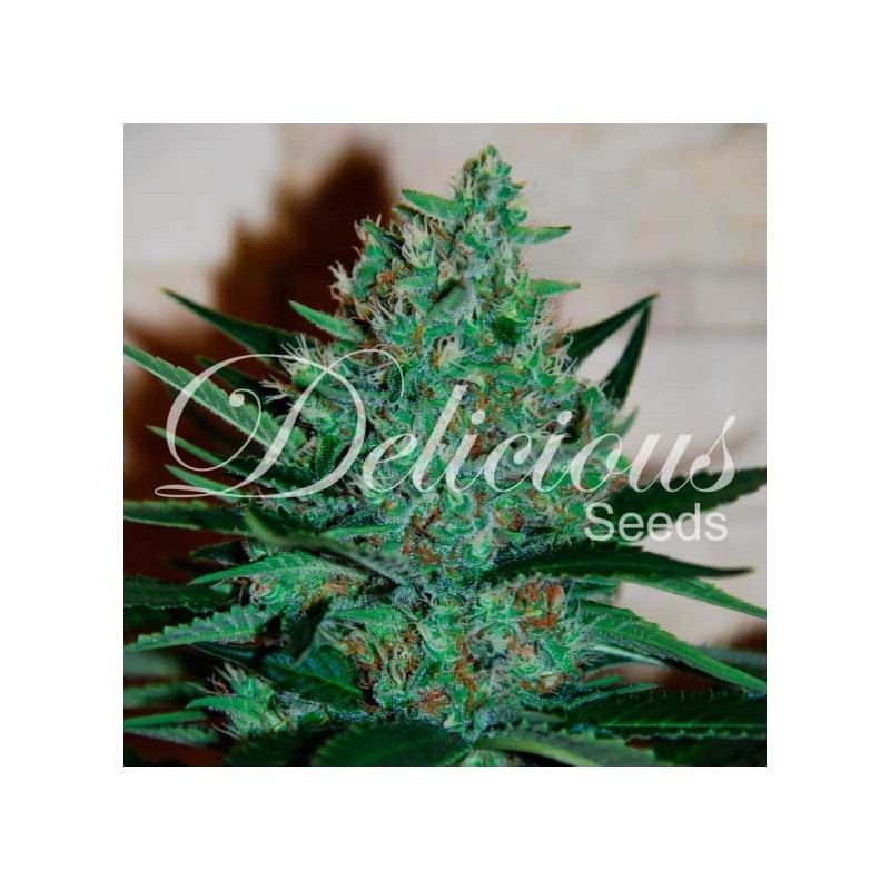 FRUITY CHRONIC JUICE · Delicious · sementes de maconha  · Fem