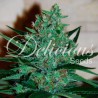 FRUITY CHRONIC JUICE · Delicious · semi di canapa  · Fem