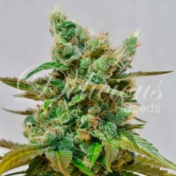 HONEYBELLS CBD · Delicious...
