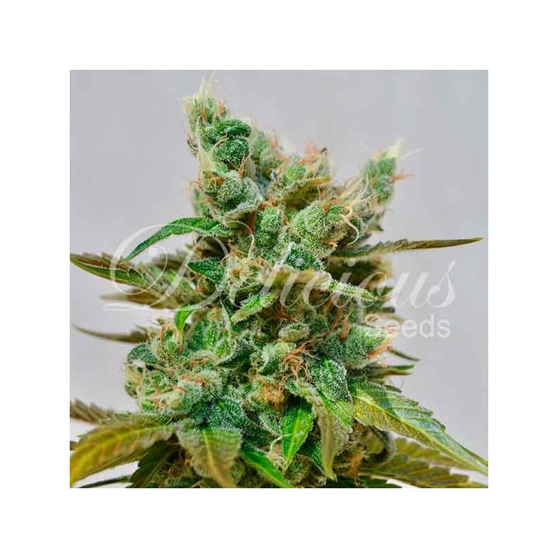 HONEYBELLS CBD · Delicious · graines de cannabis · Fem