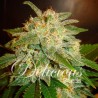 LA BELLA AFRODITA AUTO · Delicious · cannabis samen  · AutoFem