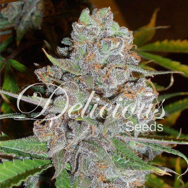 LA DIVA AUTO · Delicious · semillas de marihuana · AutoFem