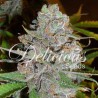 LA DIVA AUTO · Delicious · semillas de marihuana · AutoFem