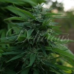LORD KUSH · Delicious ·...