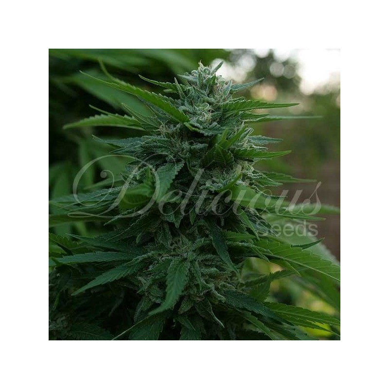 LORD KUSH · Delicious · semillas de marihuana · Fem