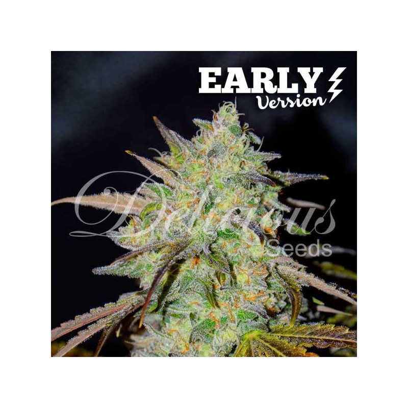 MARMALATE  EARLY VERSION · Delicious · graines de cannabis · Fem