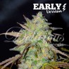 MARMALATE  EARLY VERSION · Delicious · graines de cannabis · Fem