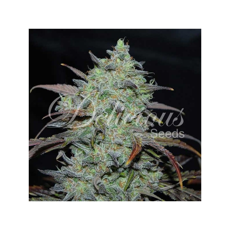 MARMALATE · Delicious · sementes de maconha · Fem