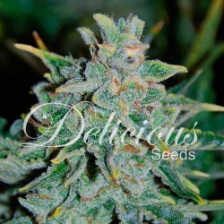 NORTHERN LIGHT BLUE  AUTO ·...