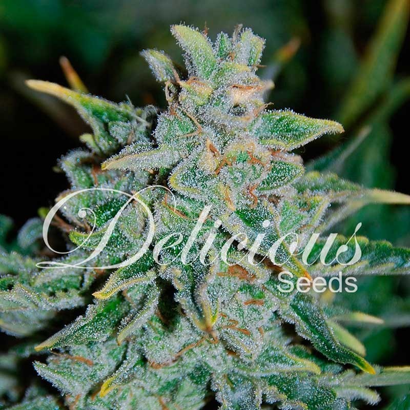 NORTHERN LIGHT BLUE  AUTO · Delicious · graines de cannabis · AutoFem