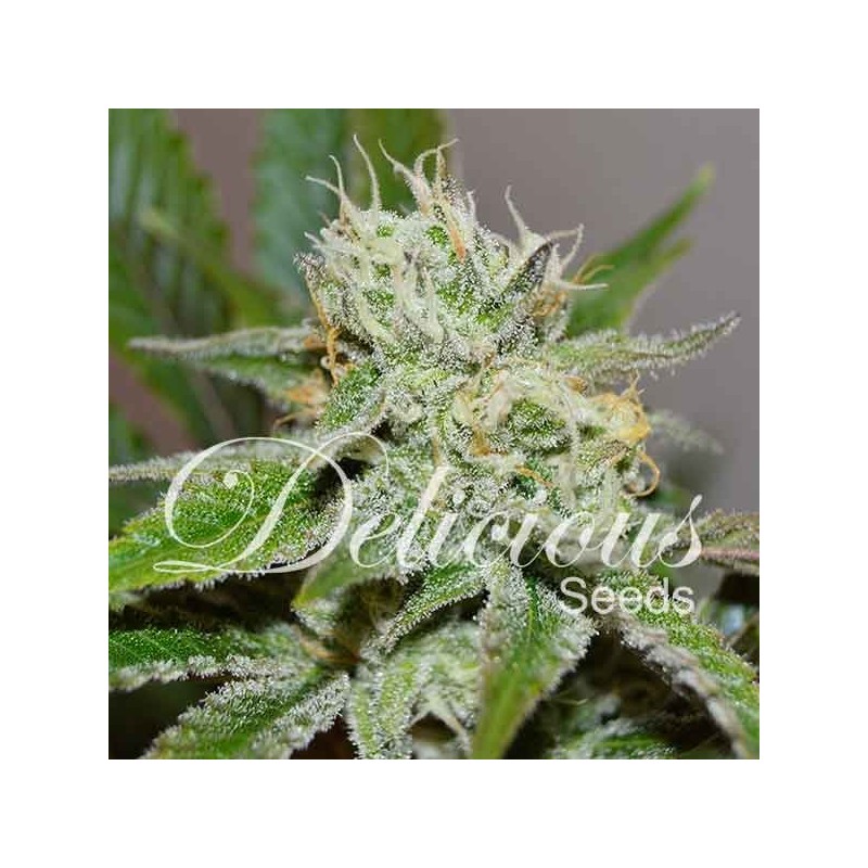 ORIGINAL JUAN HERER · Delicious · sementes de maconha · Fem