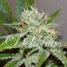 ORIGINAL JUAN HERER · Delicious · sementes de maconha · Fem