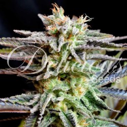 SUGAR BLACK ROSE ·...