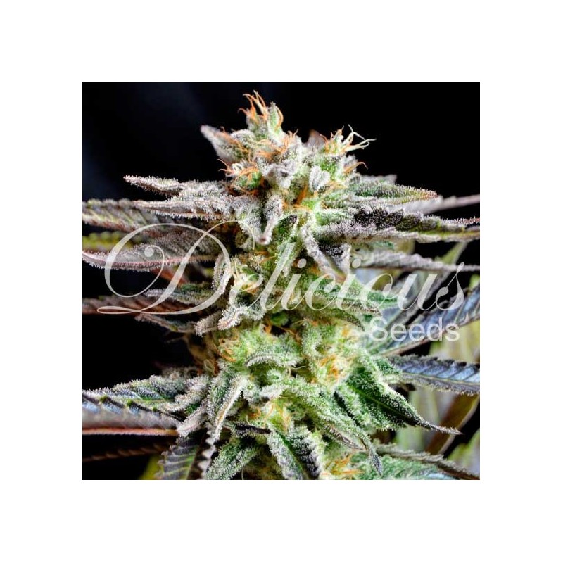 SUGAR BLACK ROSE · Delicious · graines de cannabis · Fem