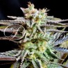 SUGAR BLACK ROSE · Delicious · cannabis samen · Fem