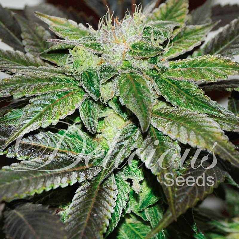 SUGAR CANDY · Delicious · kenevir tohum · Disi · Fem