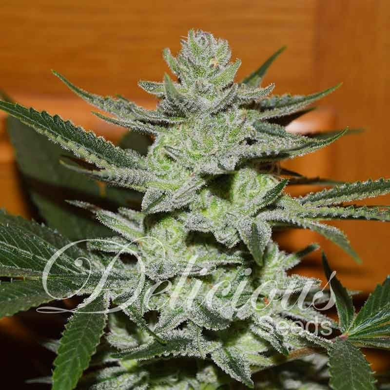 UNKNOWN KUSH · Delicious · graines de cannabis · Fem