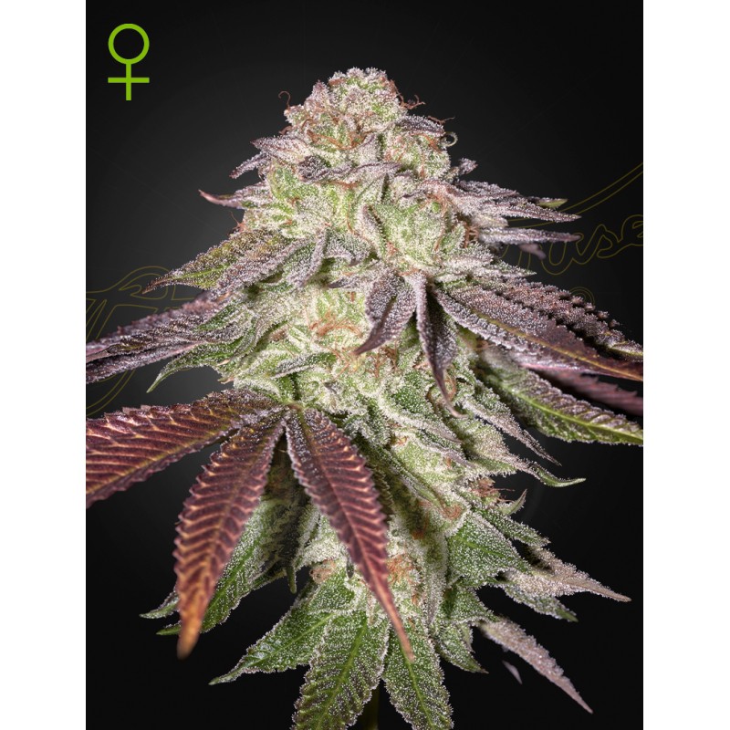 SUGARLATO AUTO · Green House Seeds · graines de cannabis · AutoFem