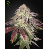 SUGARLATO AUTO · Green House Seeds · sementes de maconha · AutoFem