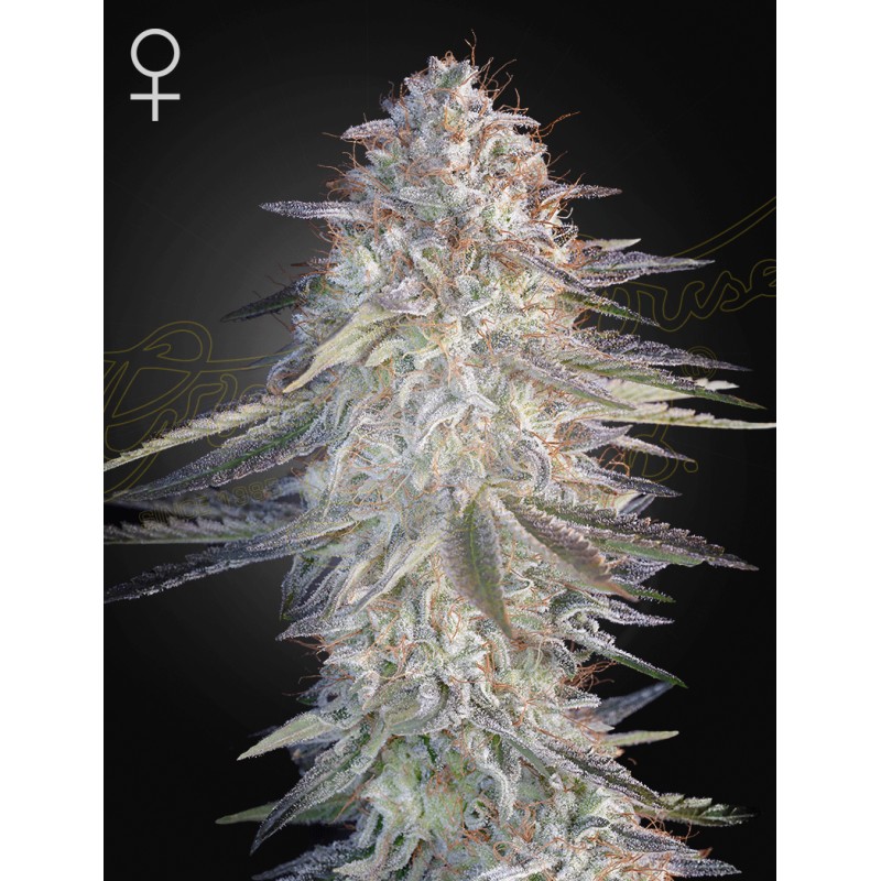 SUPER LEMON HAZE X PINK CANDY · Green House Seeds · graines de cannabis · Fem