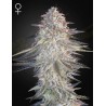SUPER LEMON HAZE X PINK CANDY · Green House Seeds · semillas de marihuana · Fem