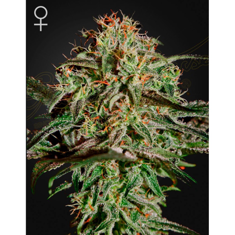 A.M.S · Green House Seeds · semi di canapa · Fem