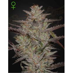 ALIENZ AUTO · Green House...