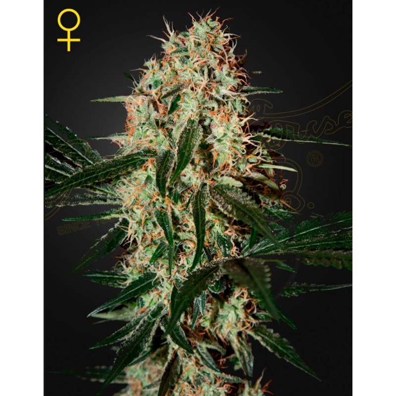ARJAN'S HAZE 3 · Green House Seeds · kenevir tohum · Disi · Fem