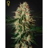ARJAN'S HAZE 3 · Green House Seeds · kenevir tohum · Disi · Fem