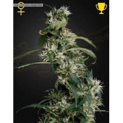 ARJAN'S ULTRA HAZE 2 (MANGO...