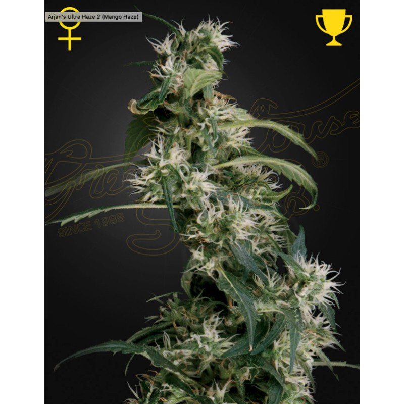 ARJAN'S ULTRA HAZE 2 (MANGO HAZE) · Green House Seeds · semi di canapa · Fem