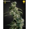 ARJAN'S ULTRA HAZE 2 (MANGO HAZE) · Green House Seeds · semi di canapa · Fem