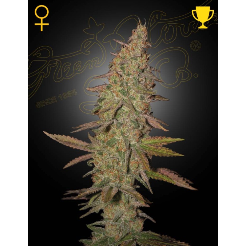 ARJAN'S ULTRA HAZE I · Green House Seeds · sementes de maconha · Fem